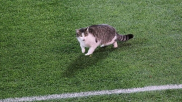 «Зенит» оштрафован за то, что на поле во время матча с «Тосно» выбежал кот