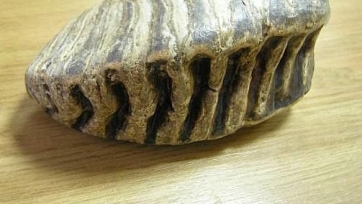 При добыче песка для стадиона в Калиниграде рабочие нашли зуб мамонта